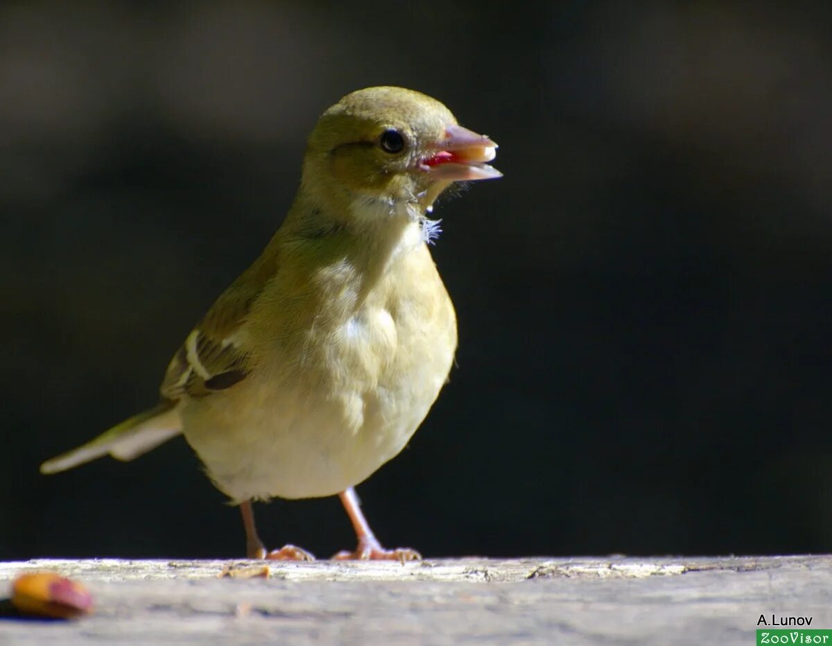 Country birds. Пичуга обыкновенная. Птичка Пичуга. Пичужки. Пичуга птица фото.