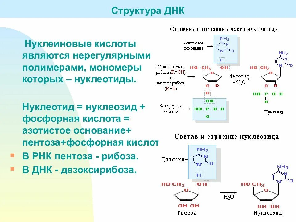 Структура нуклеиновых кислот формула. Структура ДНК И РНК формулы. 20 Нуклеиновых кислот. Пентоза нуклеотида.