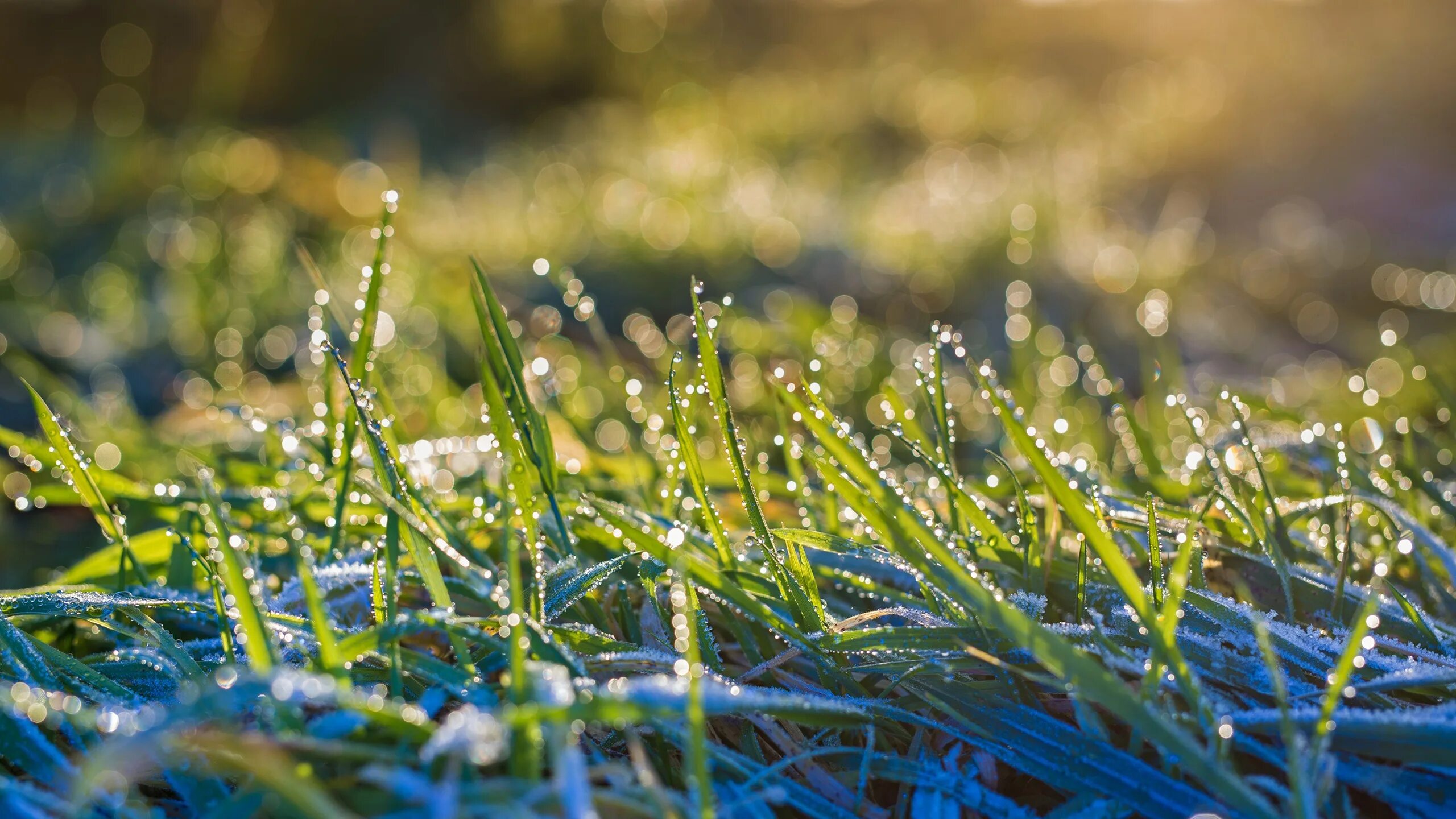 Цветы в росе. Травы сухие и влажные. Мокрая трава. Wet grass. Капли на траве.