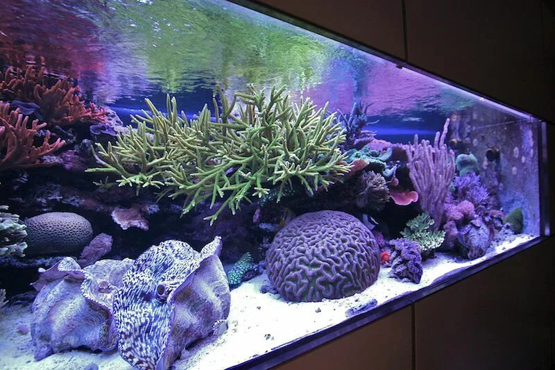 Reefcentral. 800 Gallon Aquarium. Мягкий риф морской аквариум. Дизайн аквариума коралловый риф. Рифцентрал.