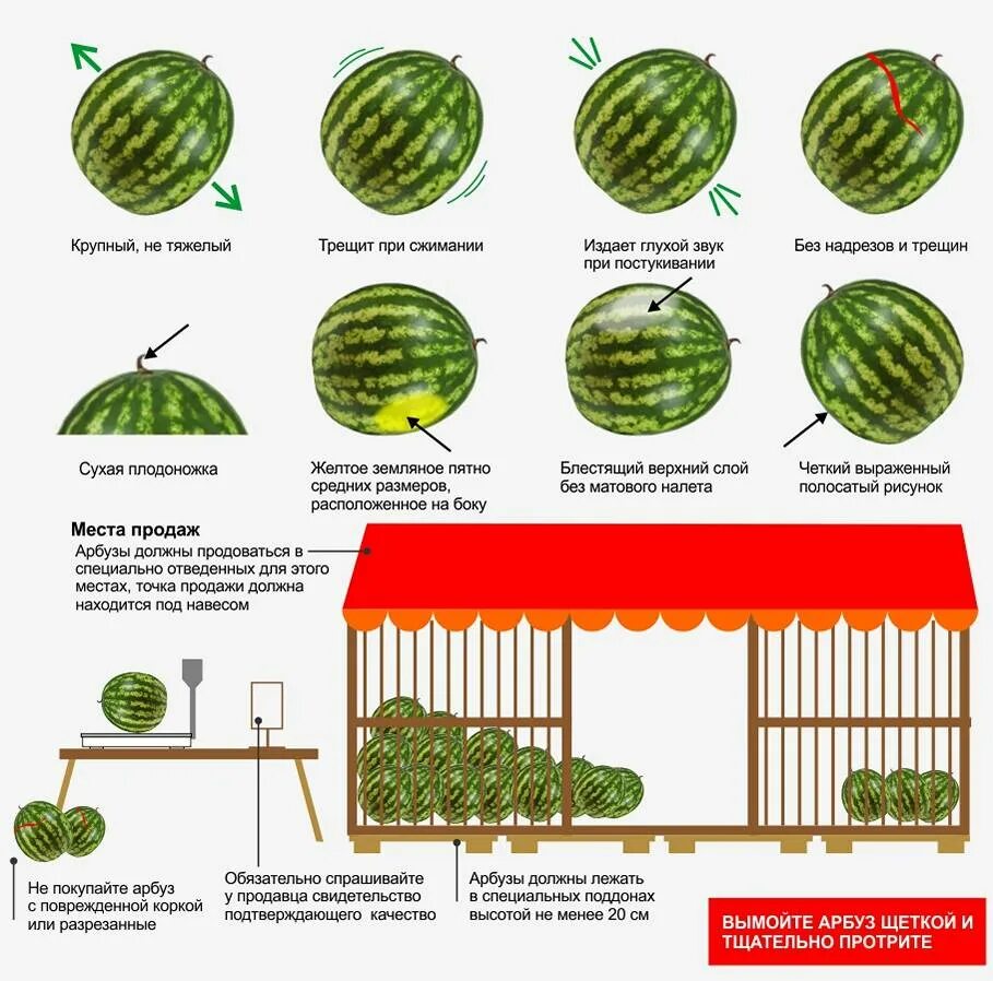 Высота арбуза. Как выбрать Арбуз. Как правильно выбрать Арбуз. Как выбрать хороший Арбуз. Как выбирать Арбуз правильно сладкий.
