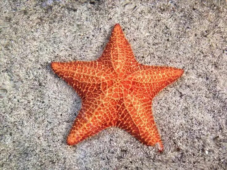 A starfish in the Indian Ocean near Diani beach in Mombasa, Kenya. Starfish, Lif
