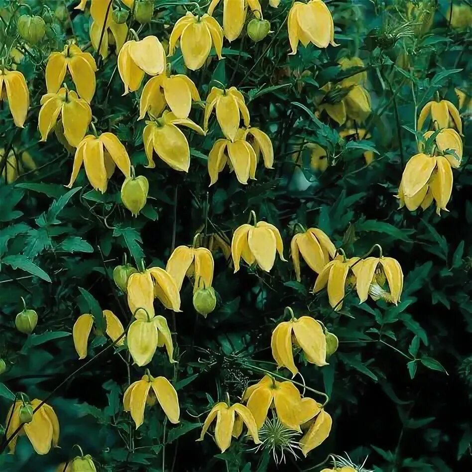 Купить Клематис гибридный Golden Tiara - Клематис - GardenPlants