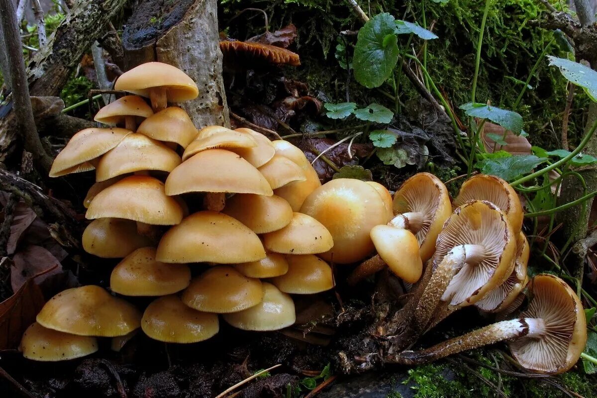 форум грибников краснодарского и адыгея. несъедобные грибы липецкой области. форум грибников краснодарского и адыгея. древесные опята. грибы краснодарского края и адыгеи в контакте.
