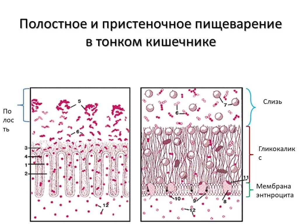 Схема полостного и пристеночного пищеварения. Полостное и пристеночное пищеварение физиология. Пристеночное пищеварение в тонком кишечнике. Полостное и пристеночное пищеварение в тонкой кишке физиология. Слизь строение