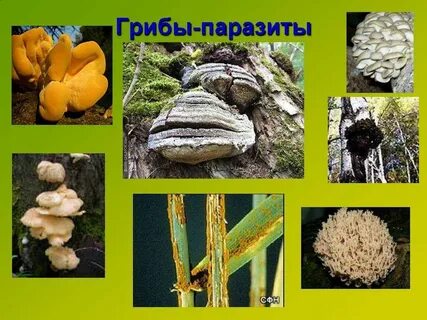 Выберите характеристики изображенного гриба является паразитом растений