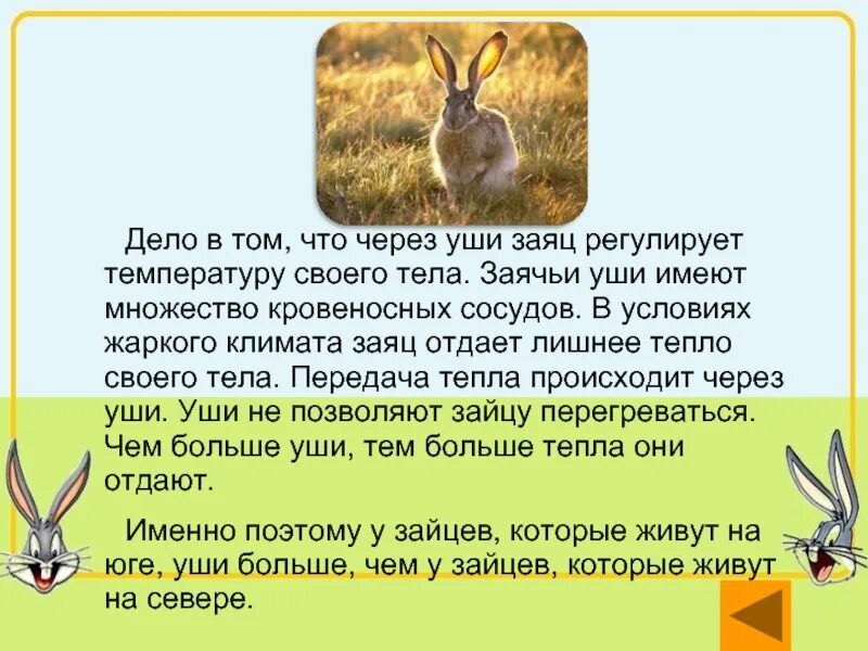 Почему уши у зайцев. Описание зайца. Большие уши зайца. Заяц отдается. Для чего зайцу уши.