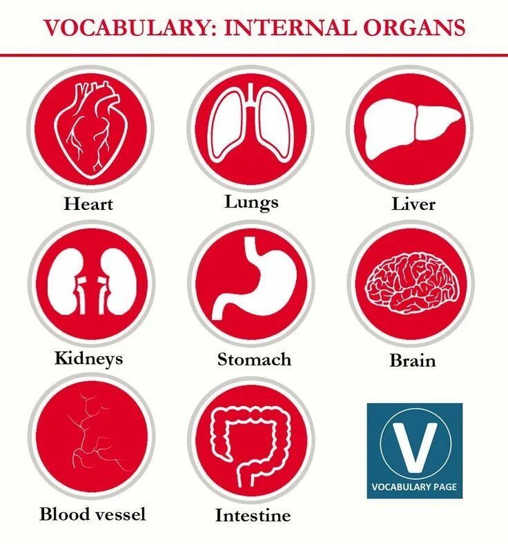 Как по английски кровь. Organs Vocabulary. Internal Organs Vocabulary. Органы человека Vocabulary. Human Organs Vocabulary.
