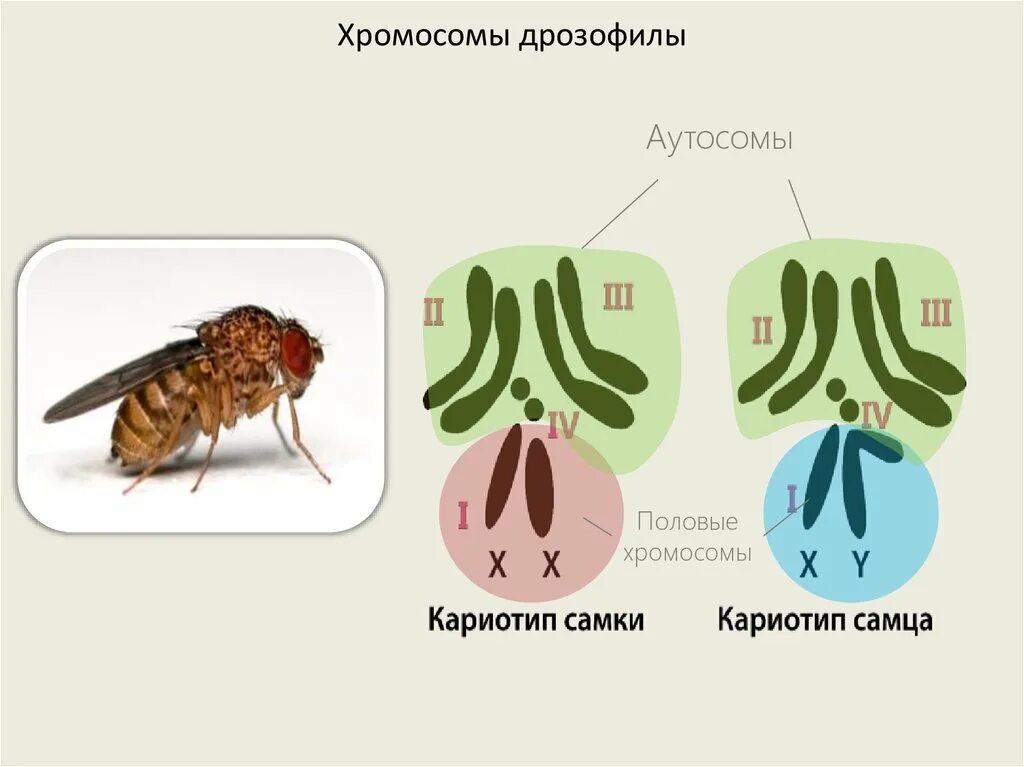 Все хромосомы кроме половых. Набор хромосом дрозофилы. Кариотип дрозофилы. Половые хромосомы. Половые хромосомы дрозофилы.