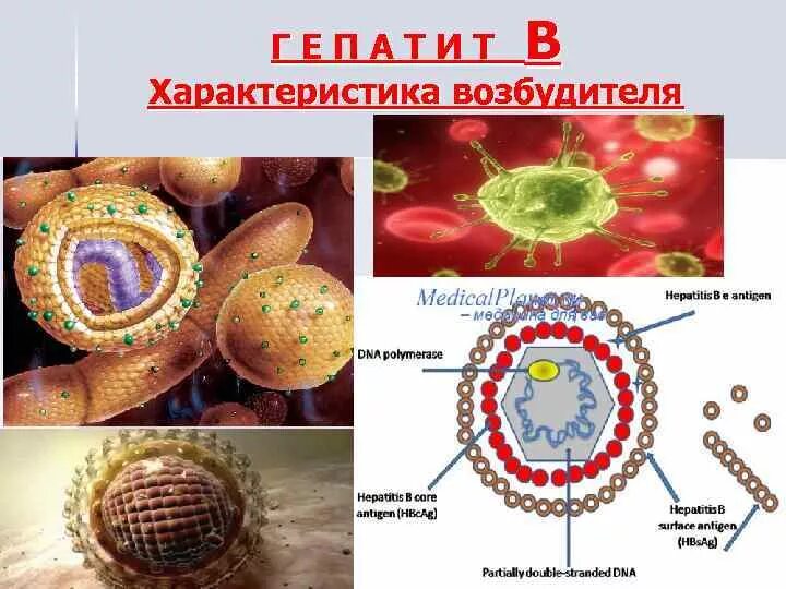 Вирусные гепатиты a e b c d. Вирусный гепатит б возбудитель. Вирус гепатита с возбудитель. Возбудитель гепатита а. Вирус гепатита б возбудитель.