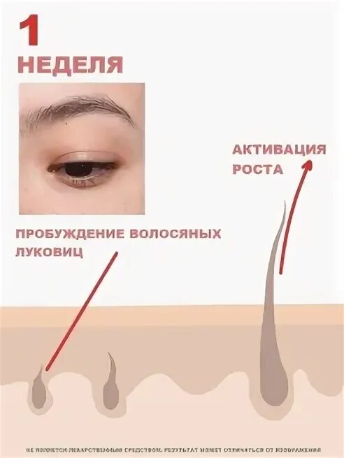 Md рост ресниц
