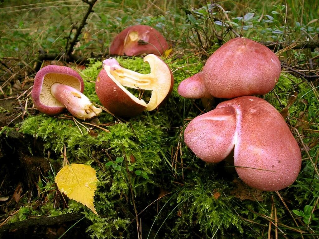 рядовка розовая съедобная. гриб пластинчатый lepista. рядовка фиолетовая съедобная. рядовка розовая. рядовка тополёвая розовая.
