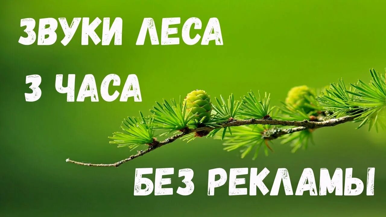 Звуки для детей для сна слушать