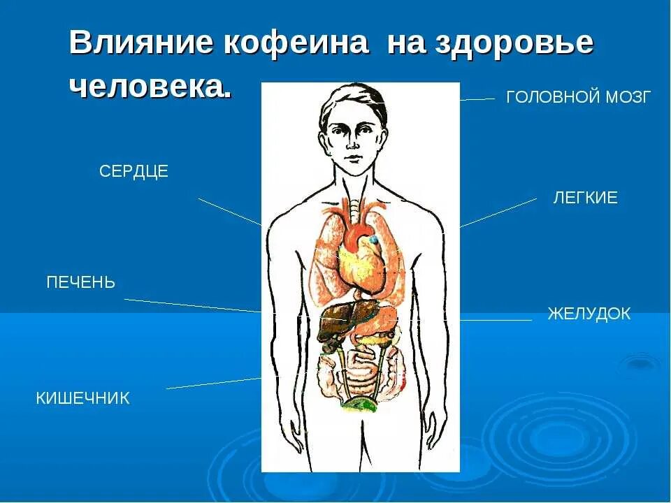 Влияние кофеина. Влияние кофеина на организм человека. Влияние кофеина на человека. Кофеин воздействие на организм. Кофеин влияние на организм проект