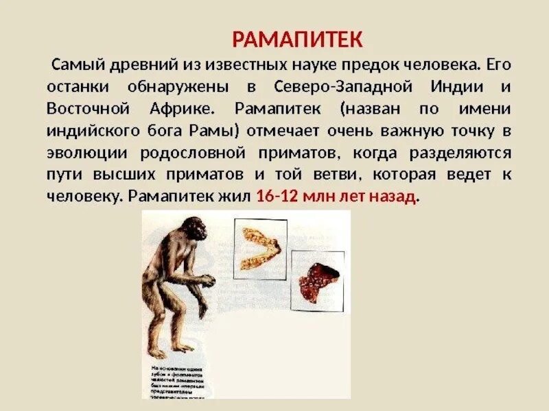 К предкам человека не относится. Эволюция человека рамапитек. Рамапитек этапы эволюции. Рамапитеки прямохождение. Рамапитек австралопитек человек.