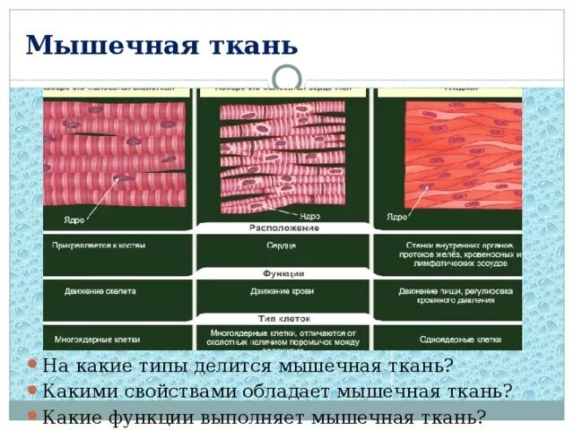 Мышечная ткань строение и функции. Гладкая мышечная ткань строение местонахождение функции. Характеристика видов мышечной ткани таблица. Мышечные ткани их виды строение расположение и функции.