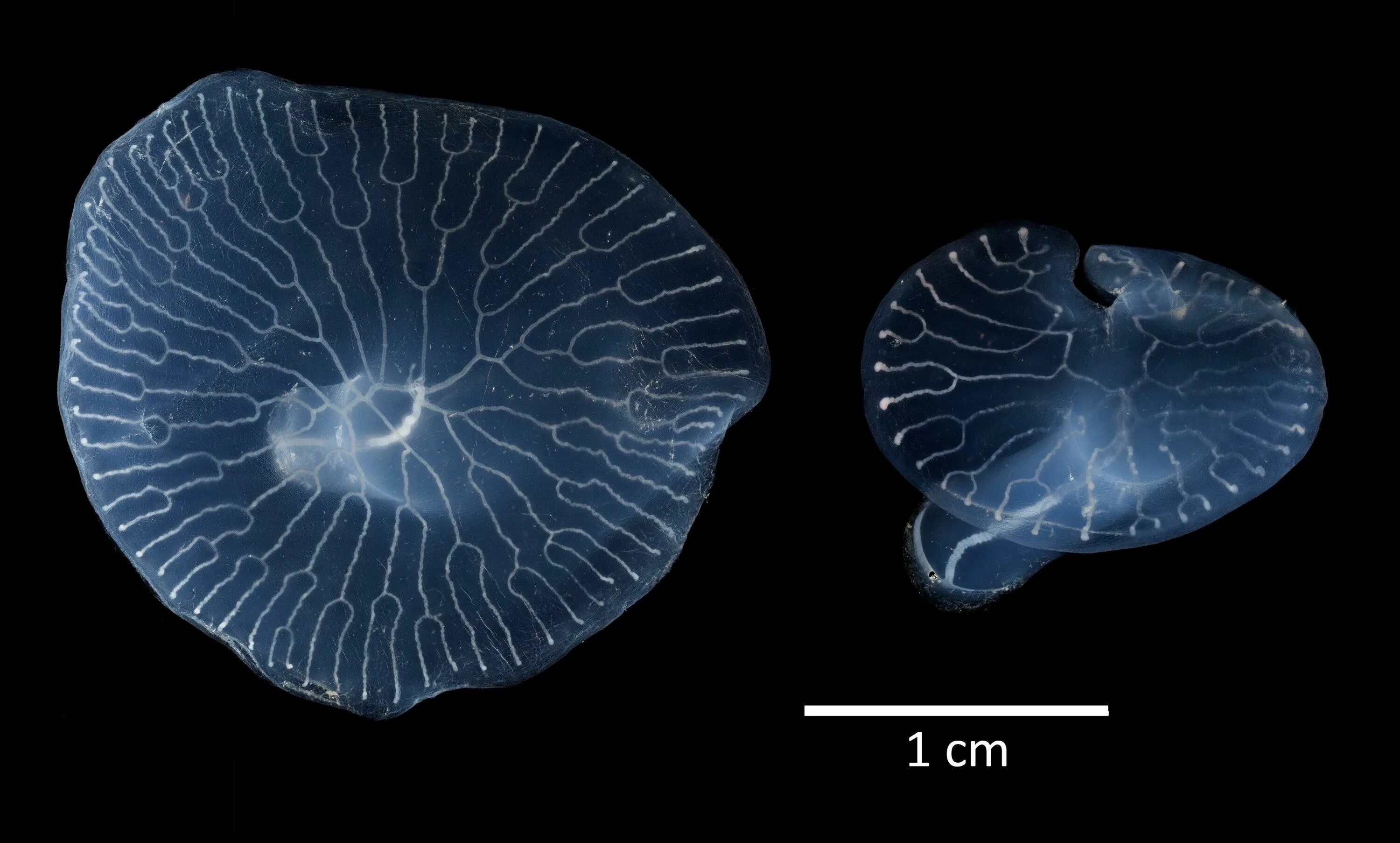 Где морские грибы в геншине. Морской гриб Геншин. Медуза Dendrogramma enigmatica. Морской гриб Геншин Импакт. Акватория Инадзумы морской гриб.