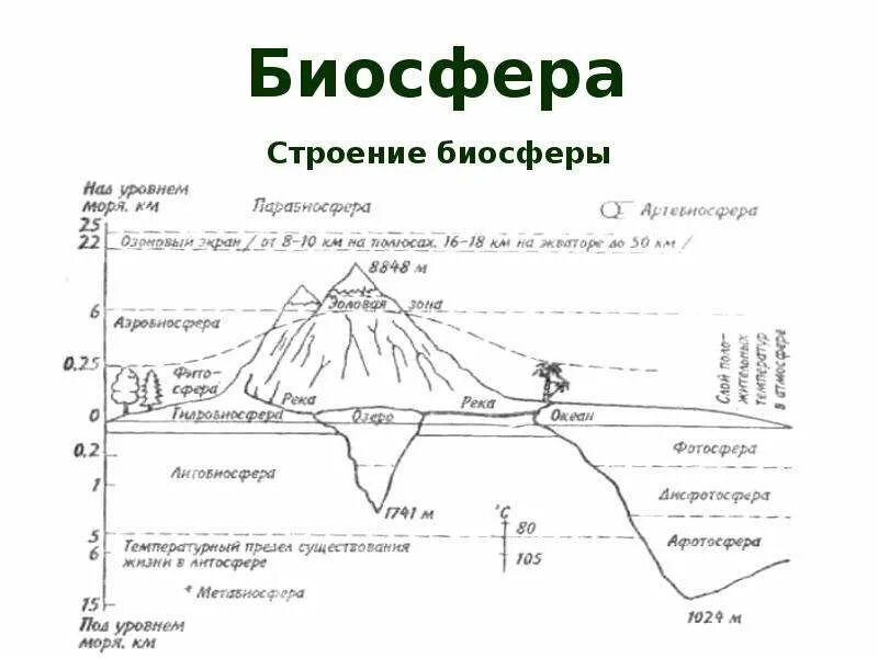 Строение биосферы схема. Структура биосферы кратко. Строение биосферы рисунок. Рисунок 1-строение биосферы. Структура биосферы 9 класс биология