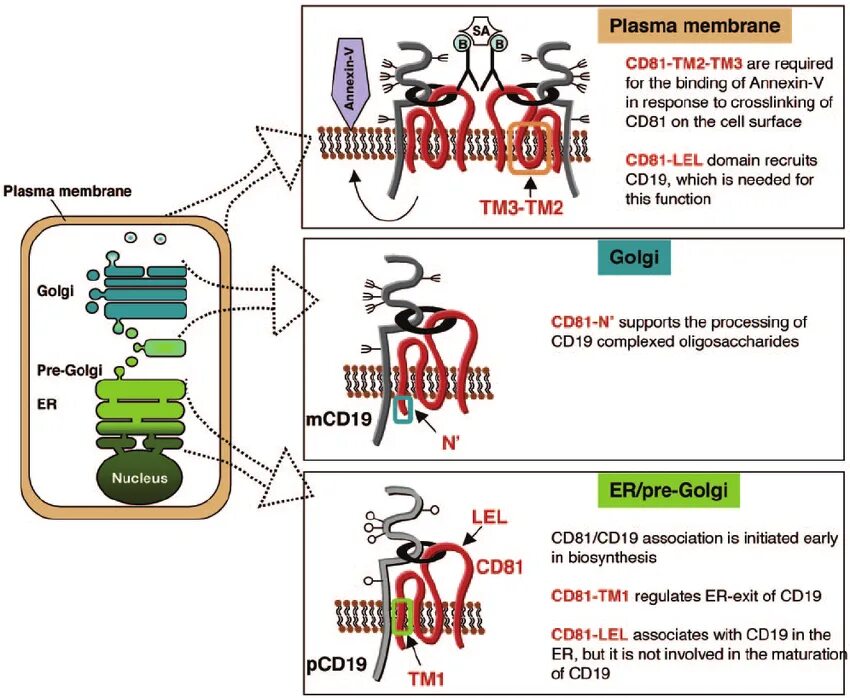 Cd19 клетки. CD 81. Деплеция cd19. Коэкспрессия cd19.