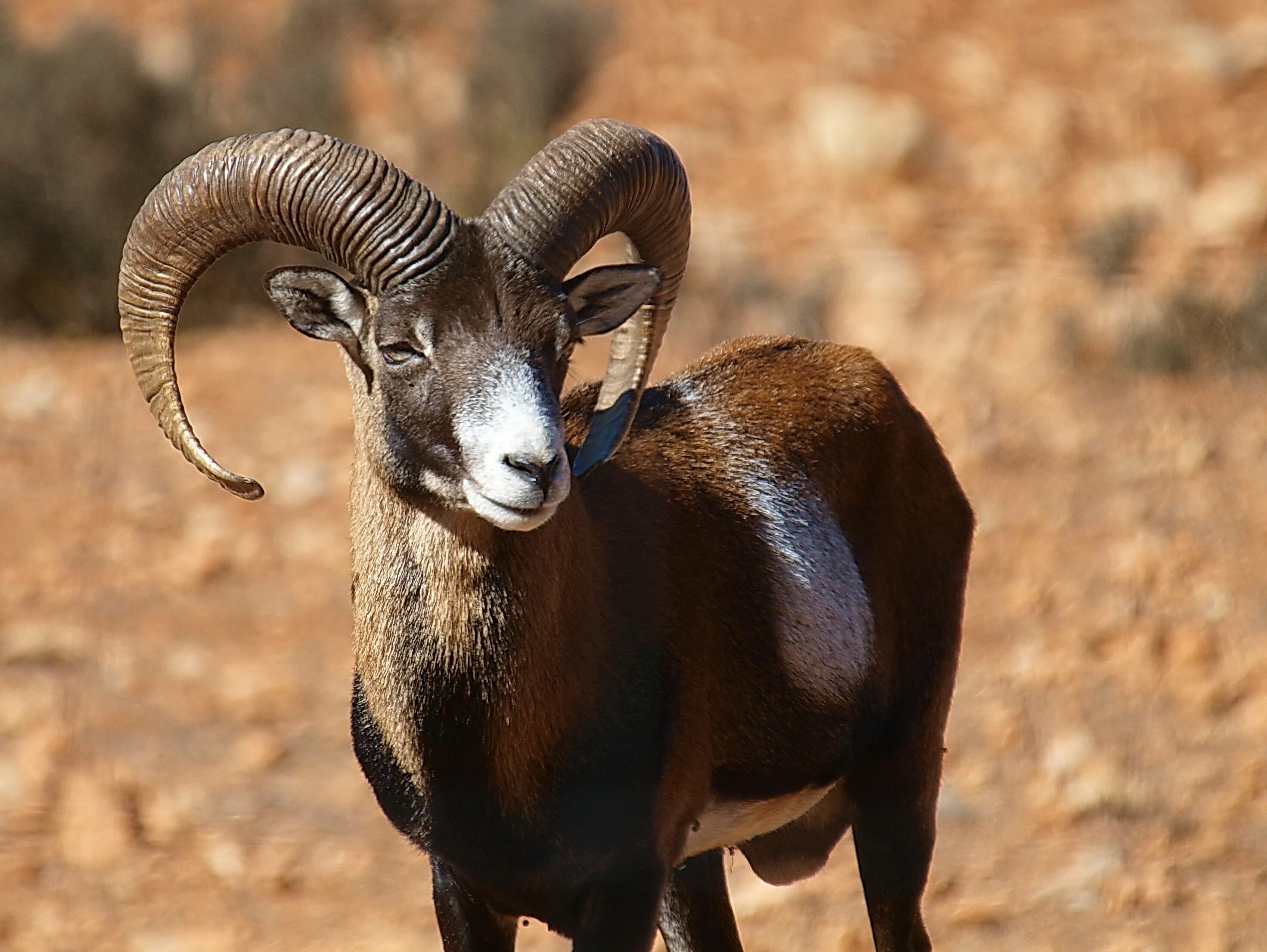 Алтайский горный баран ovis ammon ammon. Муфлон (ovis musimon). Муфлон крымский заповедник. Муфлон животное. Муфлон животное.