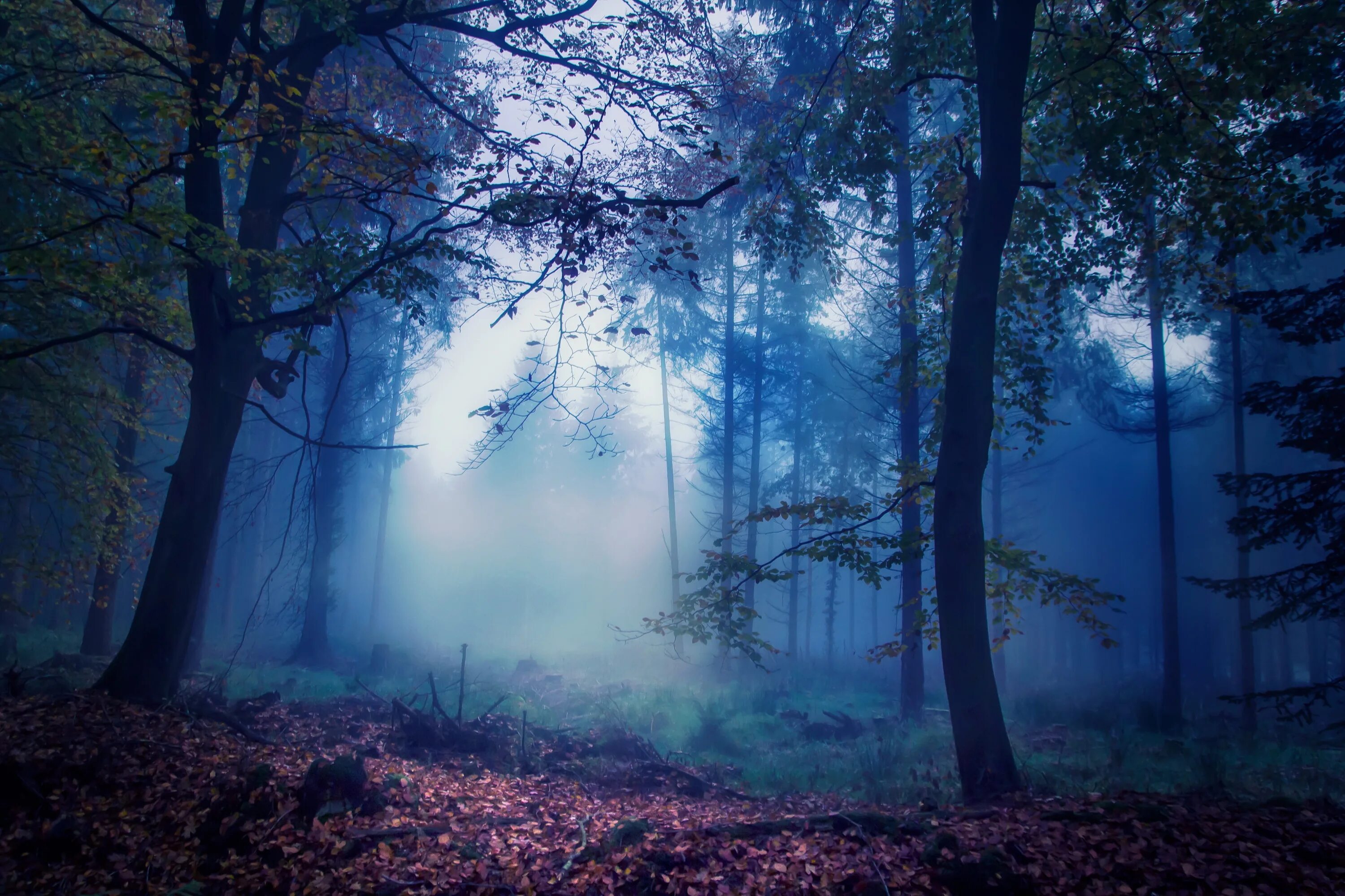 Серо-голубой в природе. Ночной лес. Пейзаж в синих тонах. Лес синий туман. Верхушки деревьев.