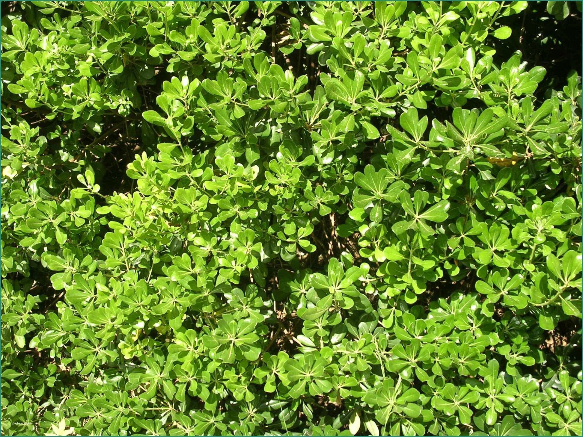 Arbusti. Вечнозеленые кустарники на Кубани. Вечнозелёный кустарник на букву б. Вечнозеленый кустарник 5 букв.