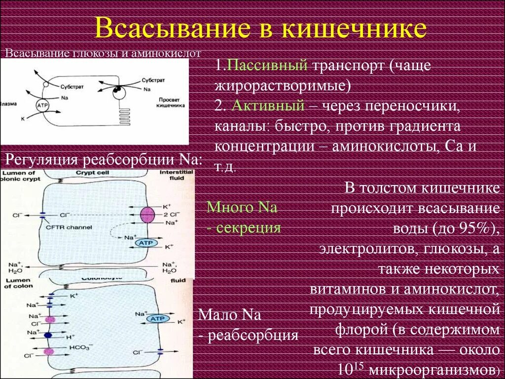 В тонкой кишке происходит всасывание воды. Механизм всасывания веществ в кишечнике. Механизм всасывания в тонком кишечнике. Всасывание в кишечнике. Механизмы всасывания в тонкой кишке.