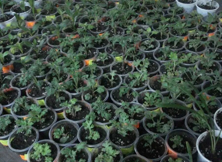 Рассада хризантемы мультифлора. Как выращивать рассаду хризантем. Хризантема мультифлора шаровидная из семян. Посев хризантемы мультифлора семенами. Хризантема килеватая рассада.