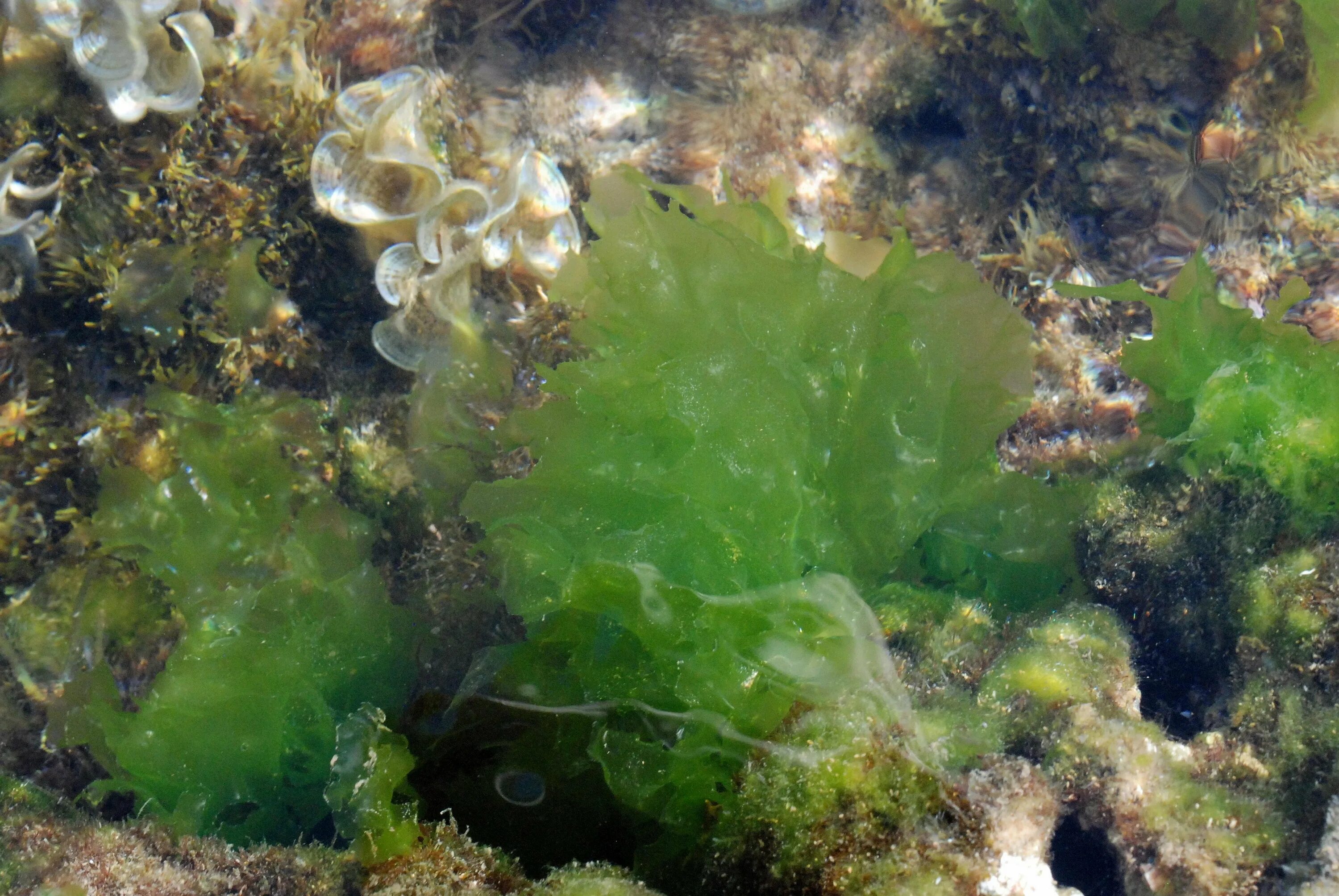 Нитчатые и пластинчатые водоросли. Пластинчатые водоросли. Ульва вид водорослей. Улотрикс ульва. Улотрикс ульва.