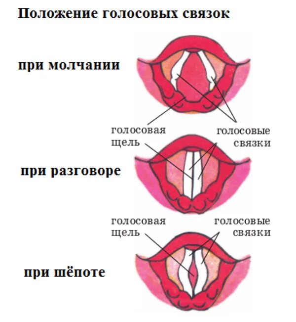 Голосовой разные. Голосовые связки анатомия строение. Строение истинных голосовых связок. Структуру, образующую голосовые связки. Как выглядят голосовые связки человека.