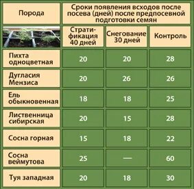 Сосна созревание семян