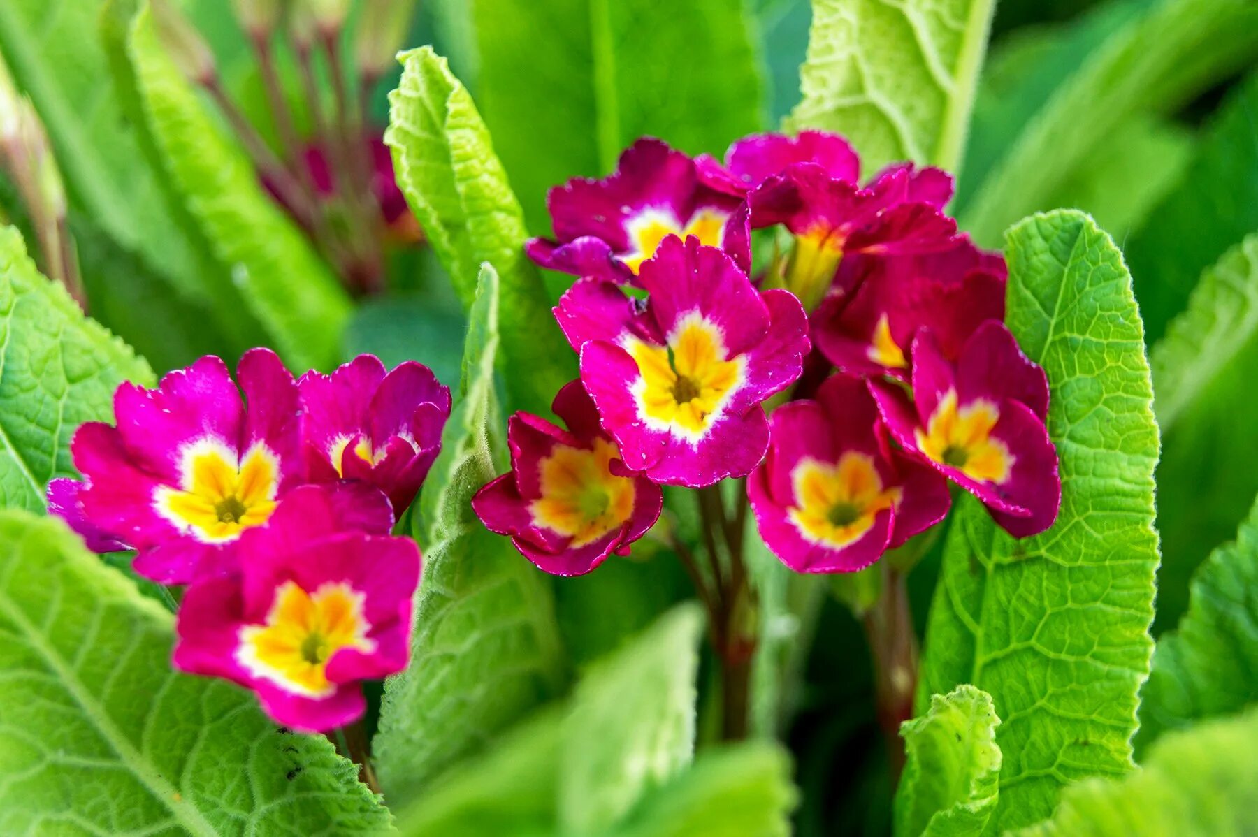 File:Primrose (Primula vulgaris), Box Wood, Walkern (27426882680).jpg - Wikimedi