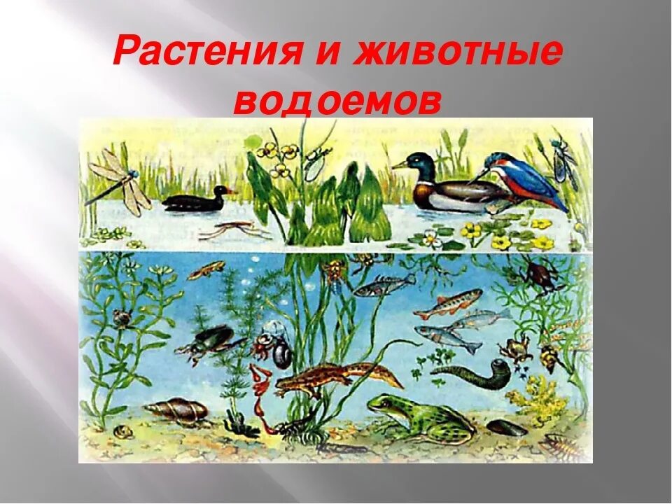 Растения и животные водоемов. Обитатели пресноводных водоемов. Обитатели водоемов для дошкольников. Животные обитающие в водоемах. Рисунок природного сообщества 5 класс