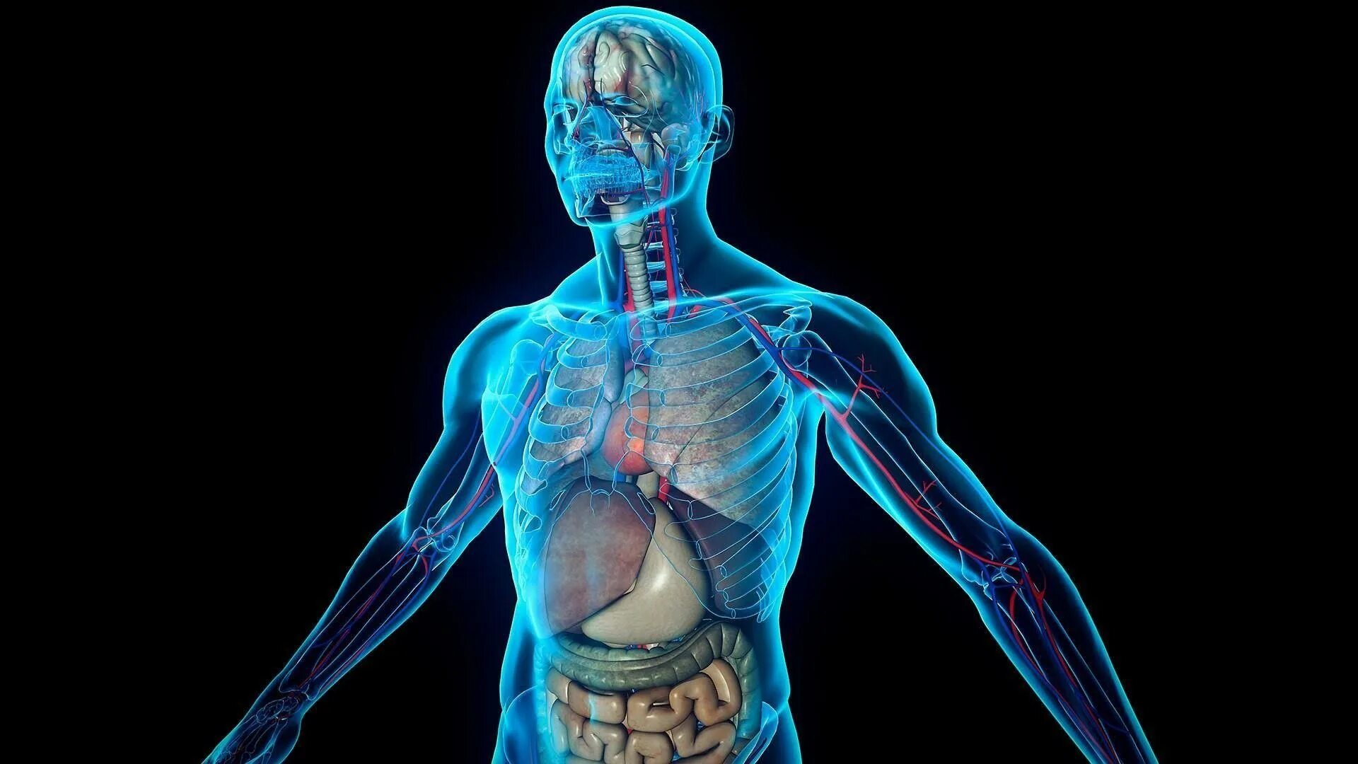 Human body visualizer