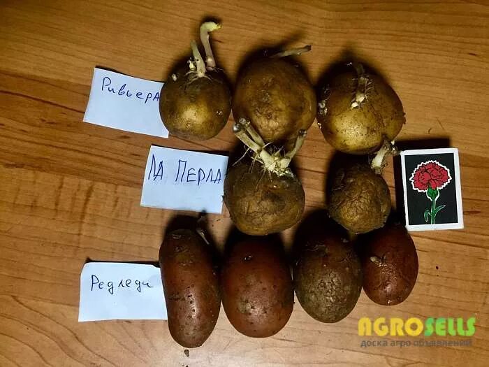 Ластрада сорт картофеля. Характеристика сорта картофеля лаперла. картофель лаперла описание. картофель ла страда. картофель ла страда фото.