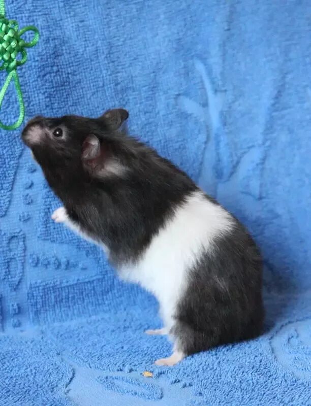 Хомяк авито. Hamster 28. Хомяк в ведре. Джунгарский хомячок черный. Хомяк сидит.