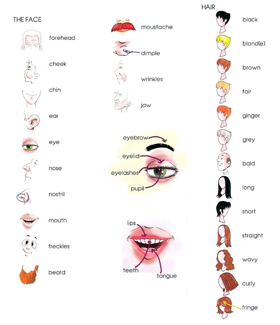 Слова на английском языке для описания внешности человека. Описание внешности человека на английском языке. Описание внешности на английском лексика. Слова на тему внешность на английском. Глаза на английском языке перевод