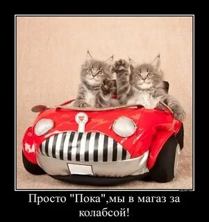 Барашек дон дон