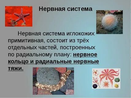 Примитивные нервные системы