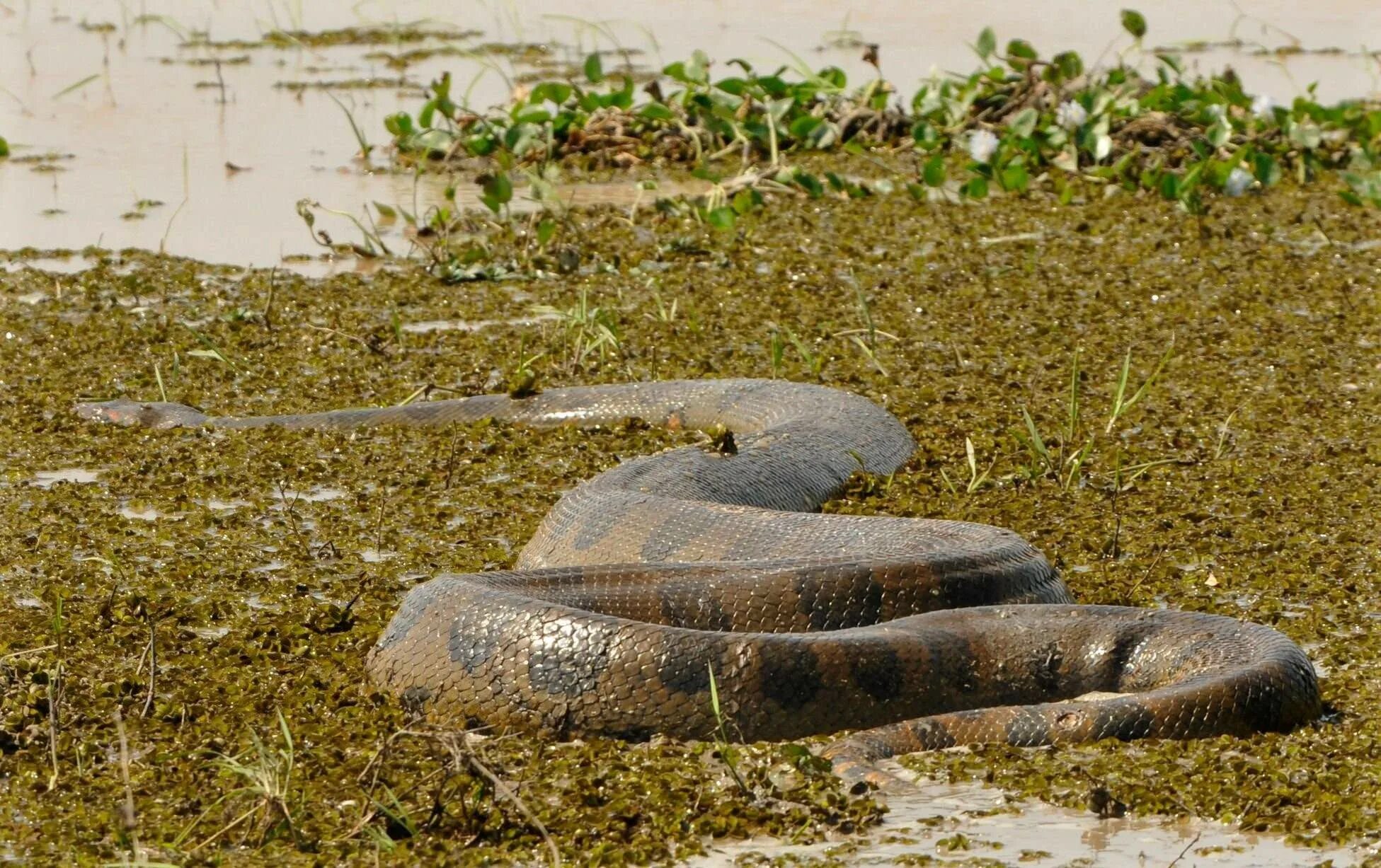 Где живет анаконда. Анаконда змея. Змея Анаконда гигантская. Самая большая змея в мире Анаконда Анаконда. Анаконда змея капибара.