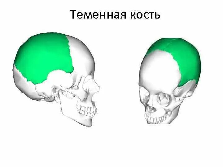 Теменная кость черепа анатомия. Левая теменная кость анатомия. Лобная кость теменная кость. Теменная кость анатомия строение.