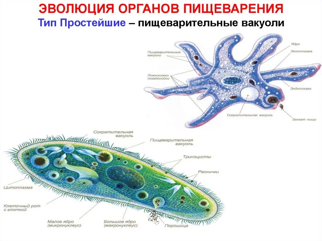 Строение пищеварительной системы простейших. Строение пищеварительной системы у простейших животных. Пищеварительная система простейших одноклеточных. Пищеварительная система простейших 7 класс. Пили у простейших