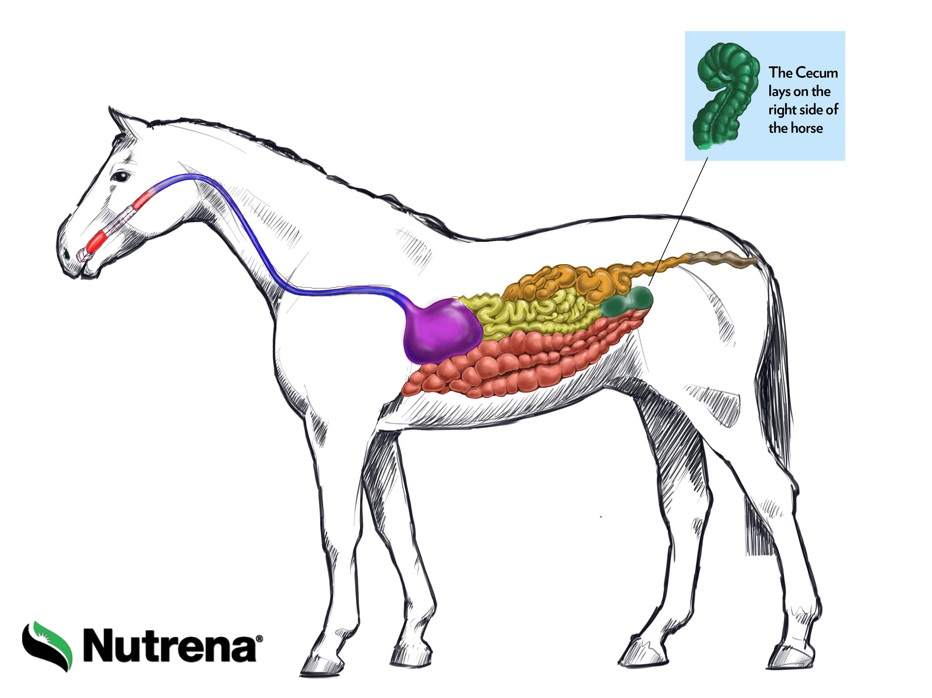 Пищеварительная система лошади. Желудочно-кишечный тракт лошади. Пищеварительная система лошади анатомия. Система пищеварения лошади.