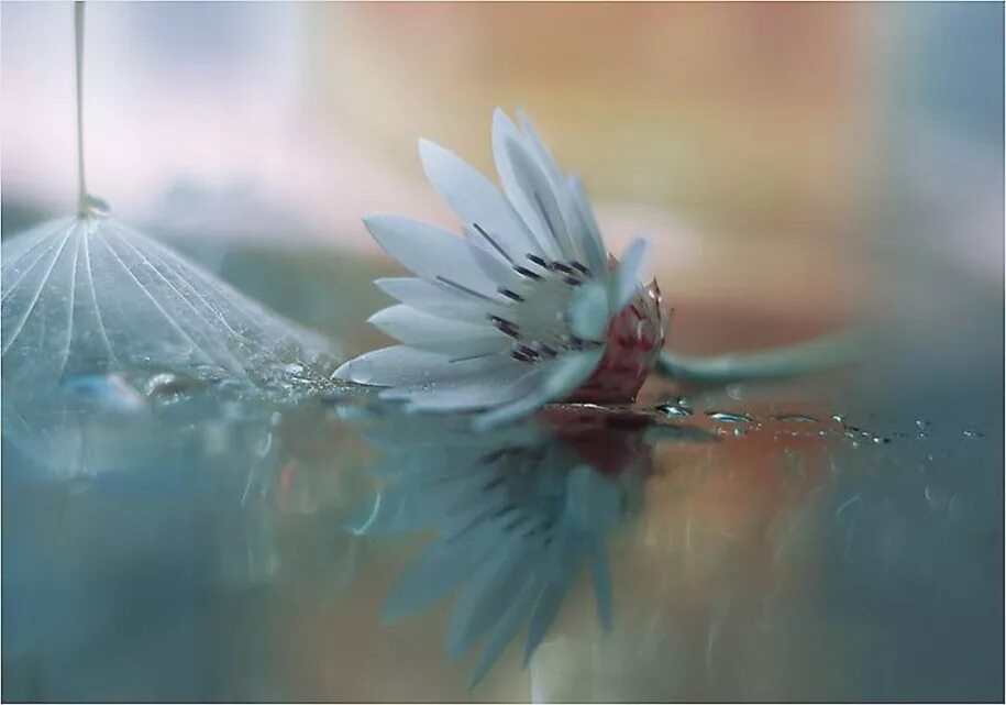 Нежная женщина. Прекрасное в простом. Счастливая девушка с цветами. Dolci. Нежность и гармония.