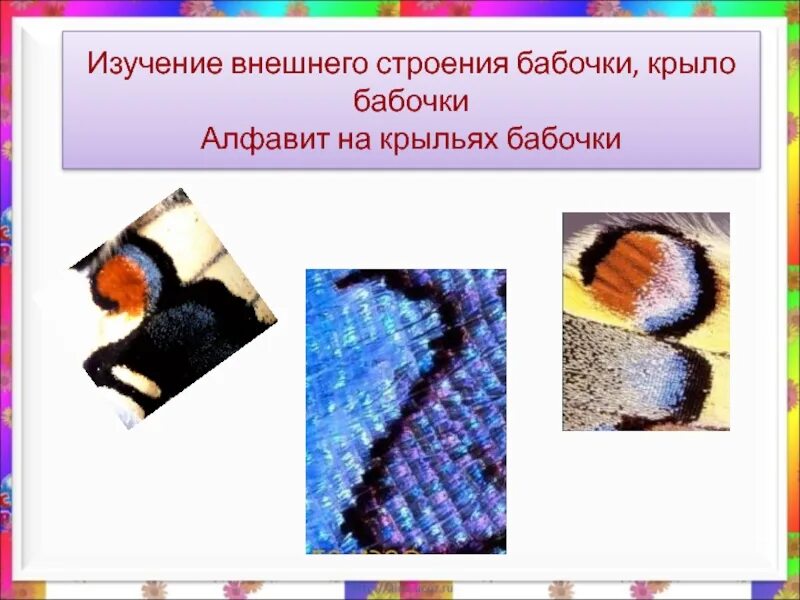 Оборудования для исследования строения крыла бабочки. Алфавит на крыльях бабочек. Крыл алфавит. Какая наука изучает строение крыльев бабочек. Чтобы изучить крыло бабочки в лаборатории понадобится.