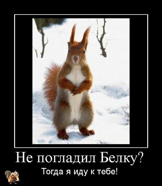 Бельчонок в ладошке. Гладить белку. Белка в руках человека. Белочка в руках. Гладить белку.