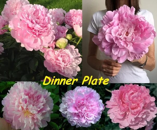 Пион Диннер Плейт Peony Dinner Plate - смотреть видео онлайн от "Александр Жуков