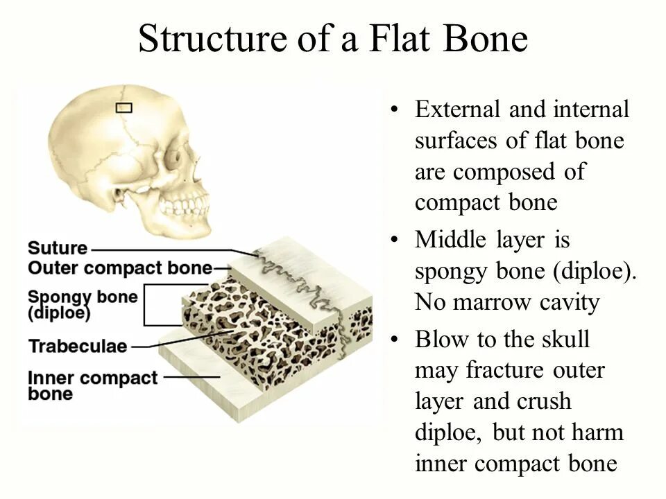 Flat structure. Flat bones. bone structure. bone tissue composition.