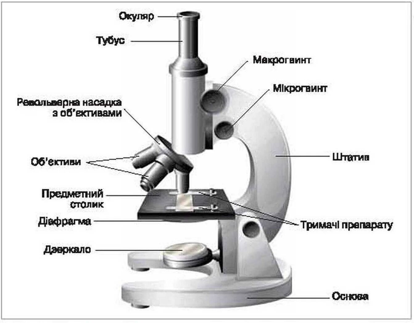 Устройство микроскопа рисунок с подписями. Строение микроскопа макровинт. световой микроскоп строение макровинт. световой микроскоп строение микровинт. строение микроскопа конденсор.