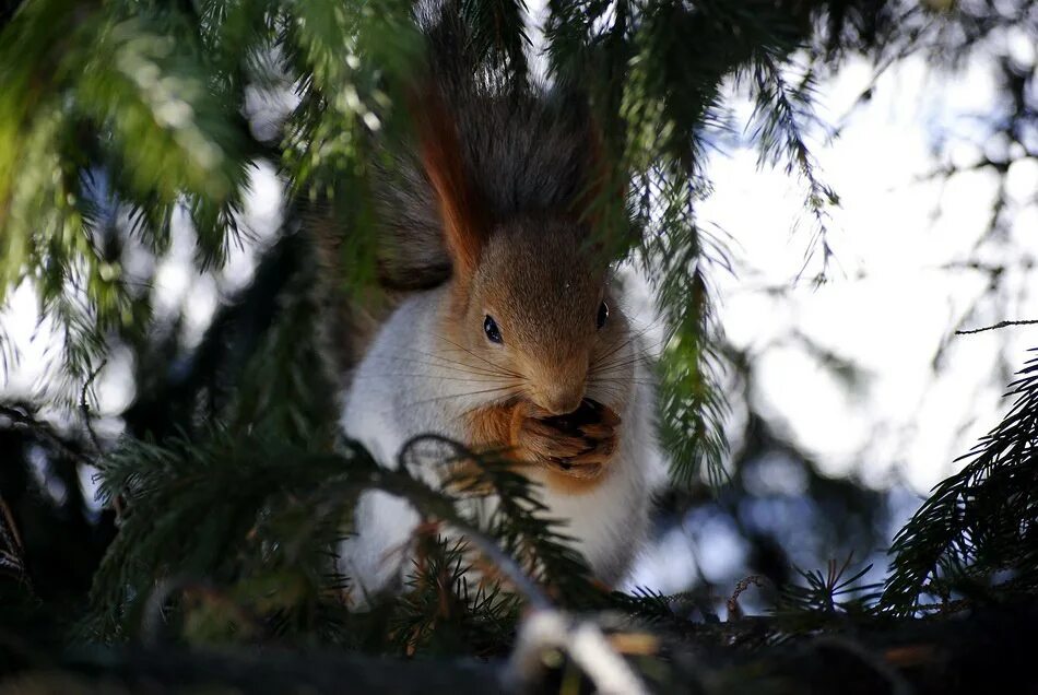 Дикие животные московской области. Животные в их естественной среде обитания. Животные в своей среде. Дикая природа индии. Животные в их естественной среде обитания.